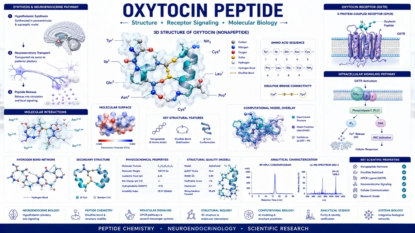 Scientific infographic illustrating the molecular ribbon structure of the oxytocin peptide, oxytocin receptor signaling pathways, neuroendocrine communication, hypothalamic synthesis, and molecular biology research.